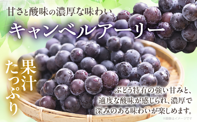 まるみ果樹園のぶどう『キャンベルアーリー』(計2kg) 葡萄 果物 フルーツ 天然 ミネラル栽培_T036-003
