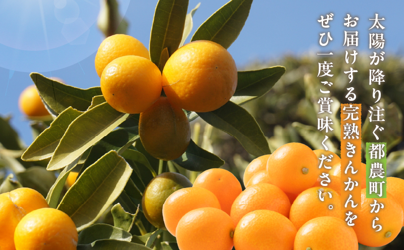 先行予約≪数量限定≫完熟きんかん(計1kg) 化粧箱入り フルーツ 果物 柑橘 国産_T042-0021