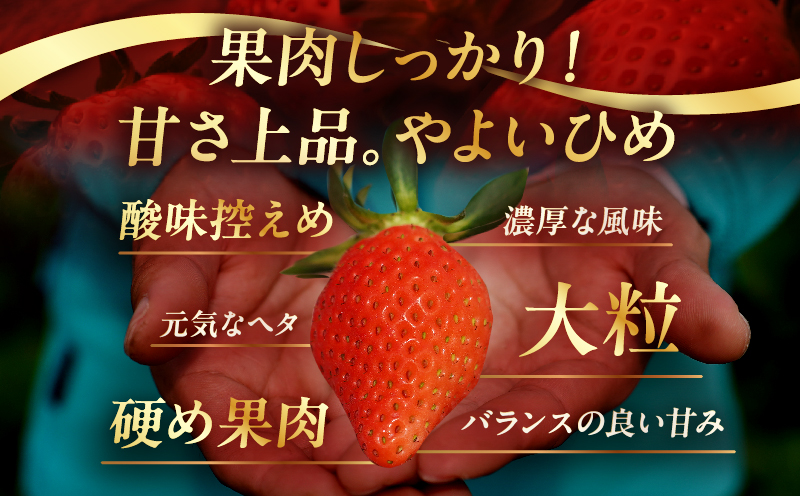≪数量限定≫都農町産いちご「やよいひめ」計1kg フルーツ 果物 デザート イチゴ 国産_T059-0025