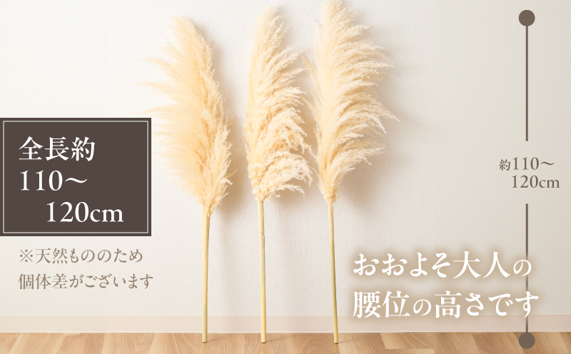 【2週間以内発送】ドライパンパスグラス（ナチュラル）計10本 すすき インテリア 国産_T057-005