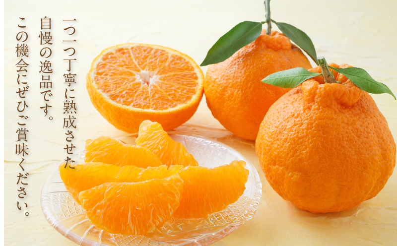 先行予約≪数量限定≫訳あり不知火(つのぽん)約5kg フルーツ 果物 柑橘 みかん 国産_T002-002