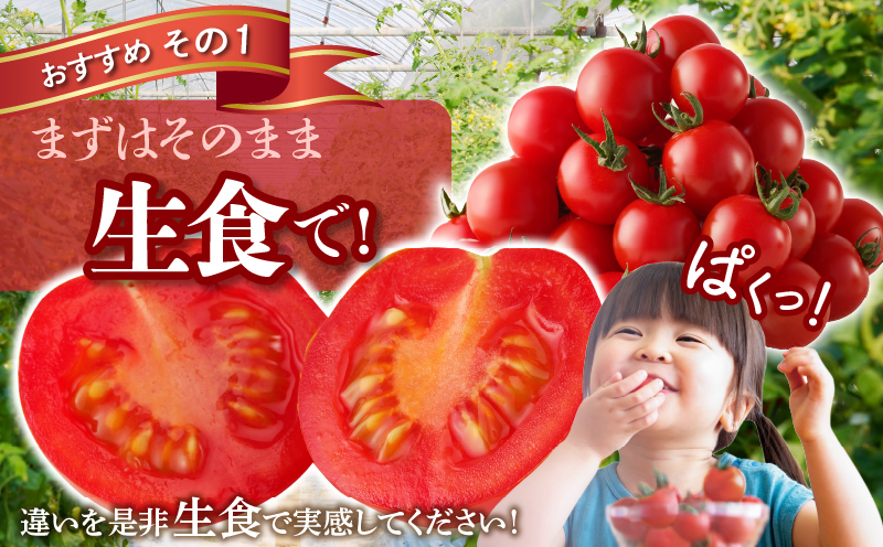 先行予約≪期間限定≫高糖度ミニトマト『ニーゴ25。』(計1.6kg) ミニトマト 野菜 サラダ 国産_T040-0021