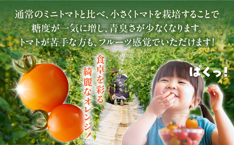先行予約≪期間限定≫オレンジリトル（計1.6kg） ミニトマト 野菜 サラダ 国産_T040-0011