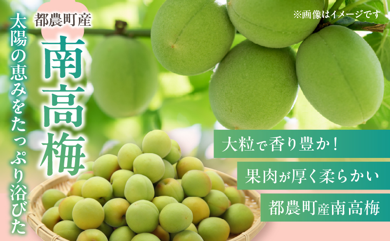 先行予約≪期間限定≫都農町産「南高梅(Mサイズ)」計5kg 梅 梅干し 果物 国産_T008-011