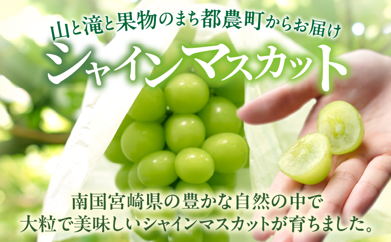 先行予約≪期間限定≫都農町産シャインマスカット(計2kg) ぶどう 果物 国産_T010-0015