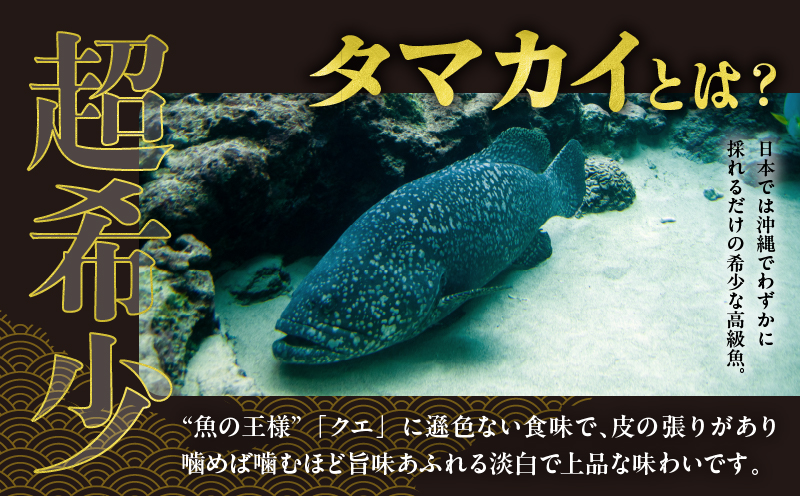 都農町産「つのタマカイ(鍋用・ぶつ切り)2〜3人前」計500g 魚 魚介 養殖 希少 国産_T012-001
