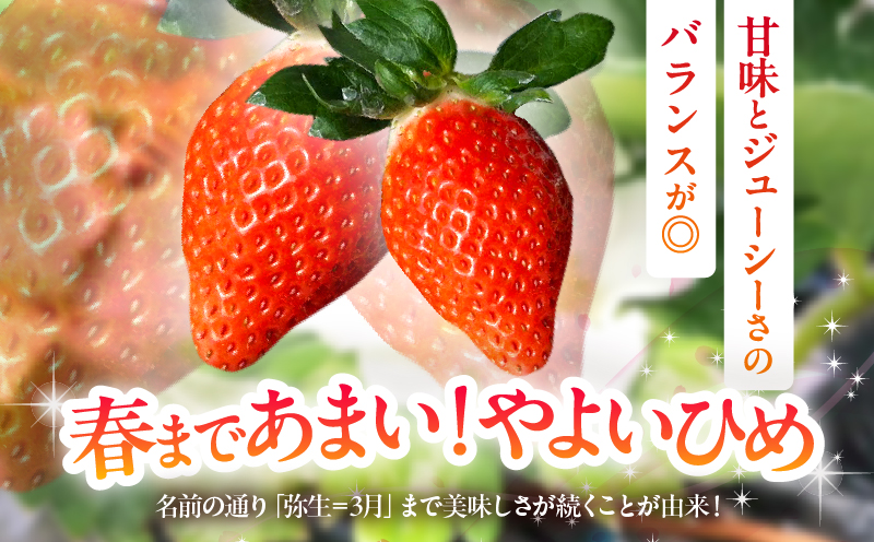 ≪先行予約≫都農町産いちご「やよいひめ」計500g フルーツ 果物 デザート イチゴ 国産_T059-001