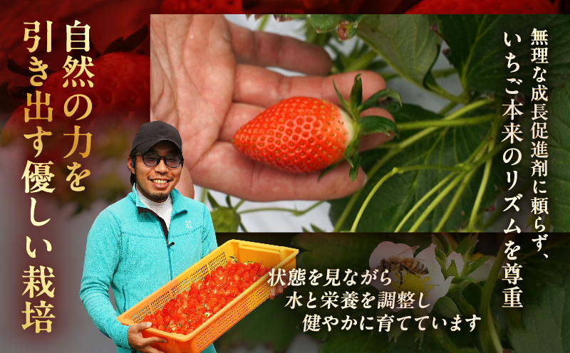 ≪数量限定≫都農町産いちご「やよいひめ」計500g フルーツ 果物 デザート イチゴ 国産_T059-0015