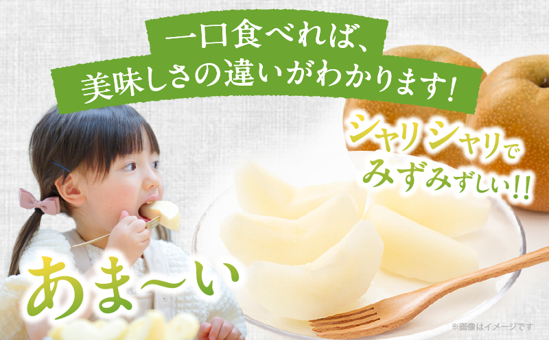 先行予約≪期間限定≫まるみ観光果樹園の『新高梨』(約4kg) なし 果物 フルーツ 天然 ミネラル栽培_T036-0025