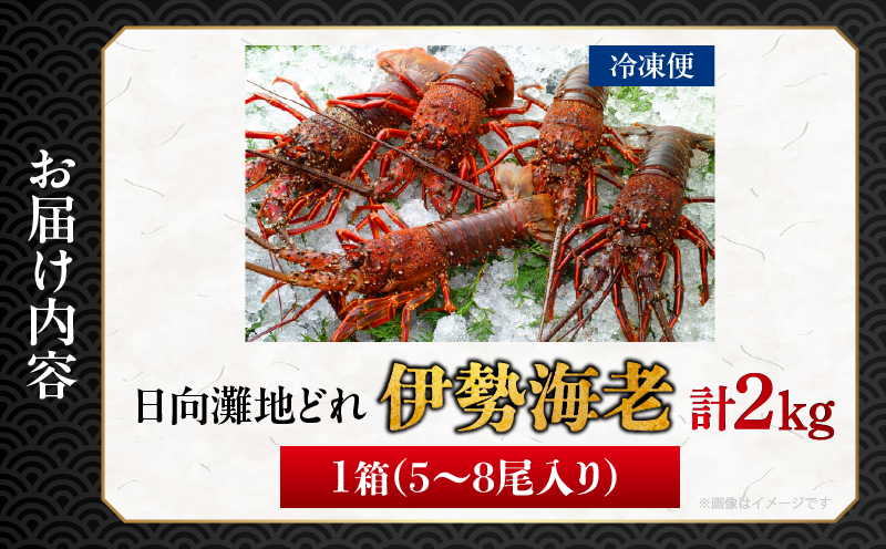 先行予約≪数量限定≫伊勢海老(計2kg) えび 魚介 海鮮 国産_T013-0025