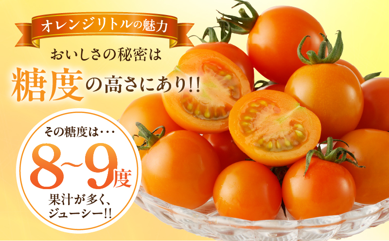 先行予約≪期間限定≫オレンジリトル（計1.6kg） ミニトマト 野菜 サラダ 国産_T040-0011