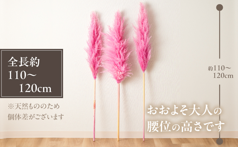 【2週間以内発送】ドライパンパスグラス（ピンク）計5本 すすき インテリア 国産_T057-004