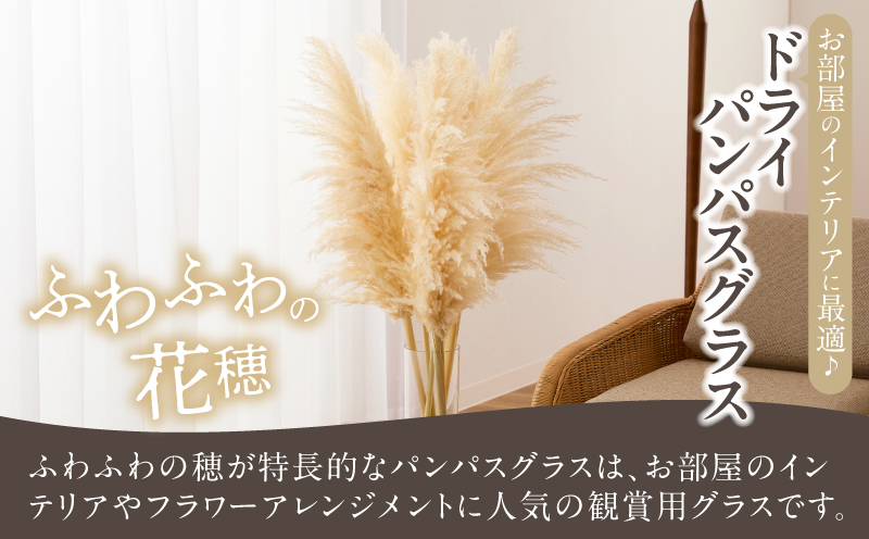 【2週間以内発送】ドライパンパスグラス（ナチュラル）計5本 すすき インテリア 国産_T057-001