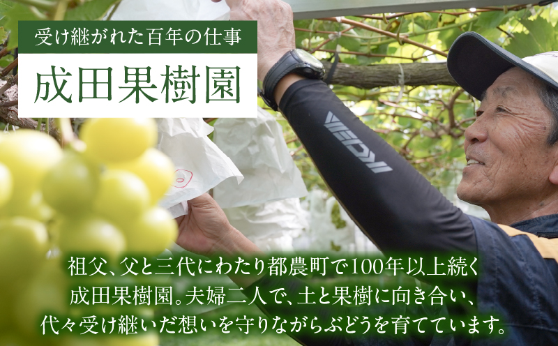 先行予約≪期間限定≫都農町産シャインマスカット(計2kg) ぶどう 果物 国産_T010-0015