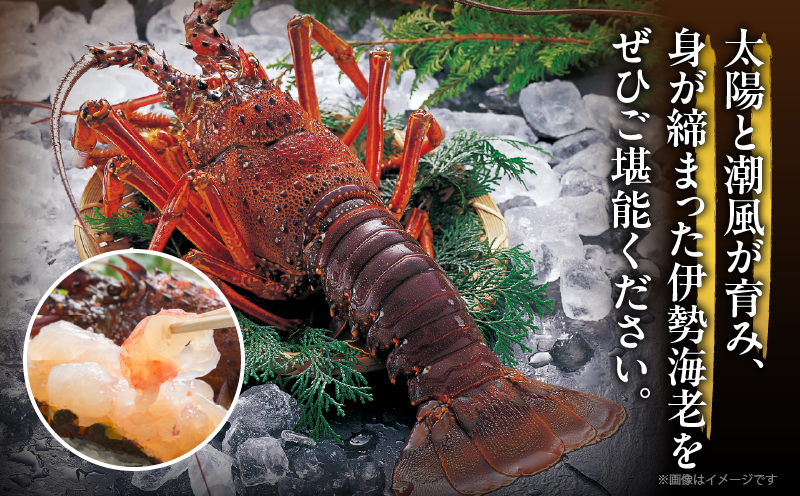 先行予約≪数量限定≫伊勢海老(計1kg) えび 魚介 海鮮 国産_T013-0015