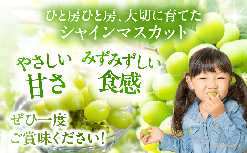 先行予約≪期間限定≫シャインマスカット(計2kg) ぶどう フルーツ 果物 デザート 国産_T051-0015