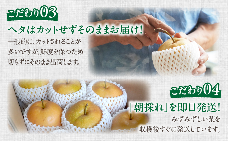 先行予約≪期間限定≫まるみ観光果樹園の『新高梨』(約4kg) なし 果物 フルーツ 天然 ミネラル栽培_T036-0025