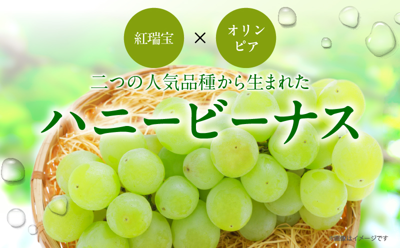 先行予約≪期間限定≫都農町産ハニービーナス(計2kg) ぶどう フルーツ 果物 デザート 国産_T015-0035