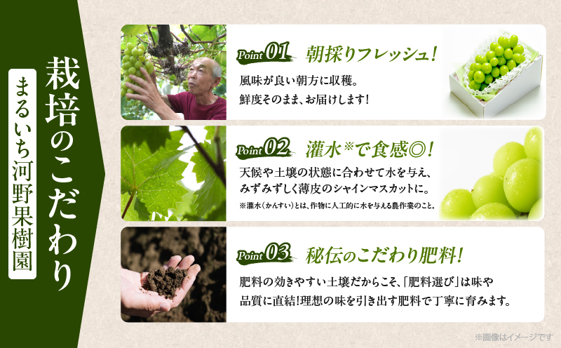 先行予約≪期間限定≫シャインマスカット(計2kg) ぶどう フルーツ 果物 デザート 国産_T051-0015