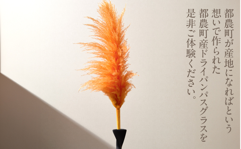 【2週間以内発送】ドライパンパスグラス（オレンジ）計5本 すすき インテリア 国産_T057-003