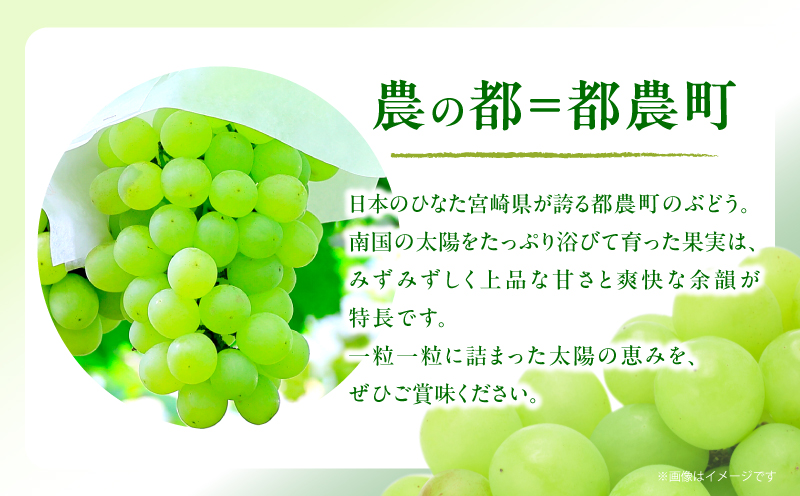 先行予約≪期間限定≫都農町産ハニービーナス(計2kg) ぶどう フルーツ 果物 デザート 国産_T015-0035