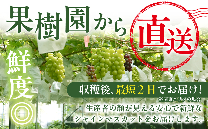 先行予約≪期間限定≫都農町産シャインマスカット(計1kg) ぶどう 果物 国産_T010-0025