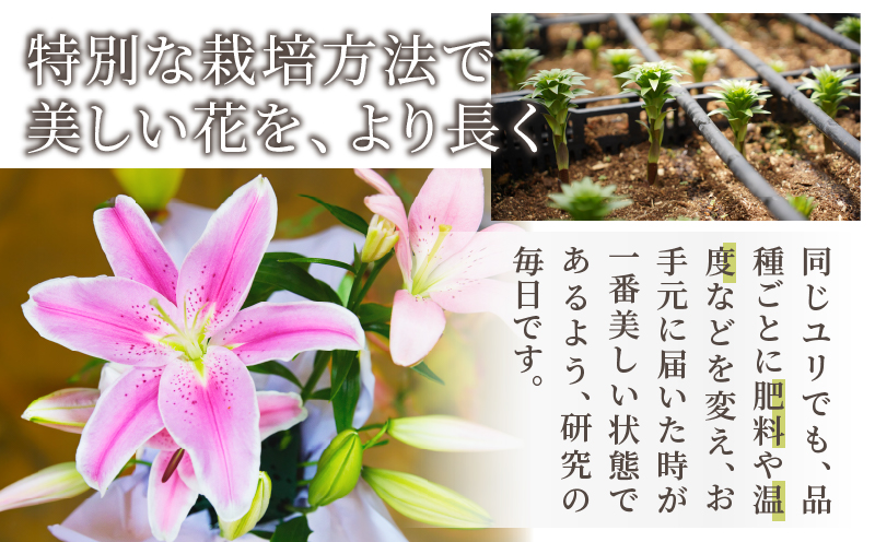 【2週間以内発送】≪期間限定≫LA ユリ(黄) 約15本 生花 切花 百合 国産_T045-0061