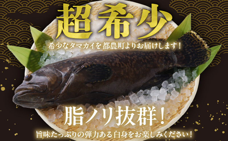 都農町産「つのタマカイ(鍋用・ぶつ切り)2〜3人前」計500g 魚 魚介 養殖 希少 国産_T012-001