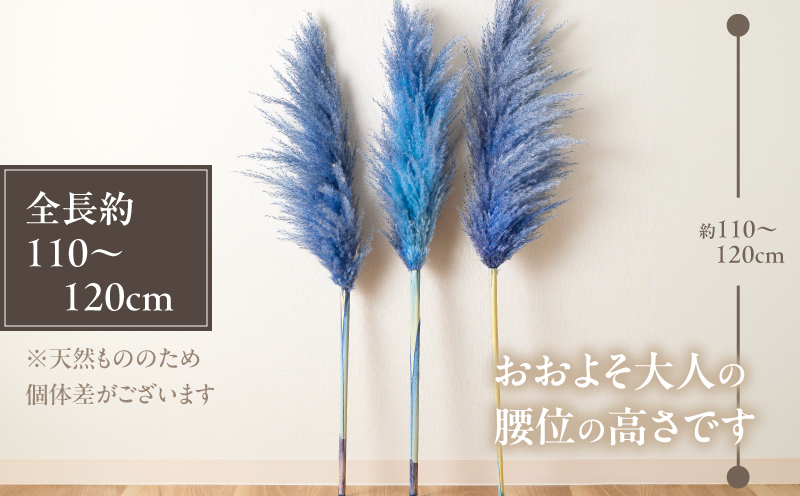 【2週間以内発送】ドライパンパスグラス（ブルー）計5本 すすき インテリア 国産_T057-002