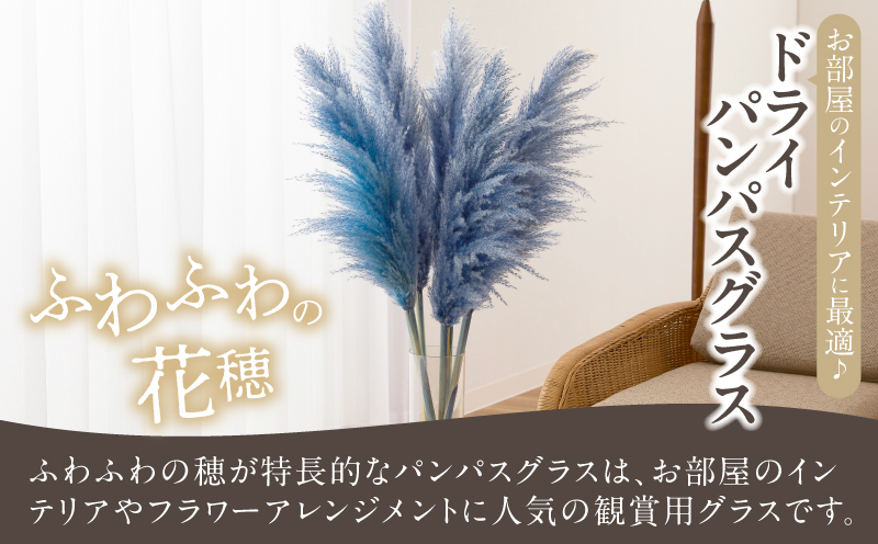 【2週間以内発送】ドライパンパスグラス（ブルー）計5本 すすき インテリア 国産_T057-002