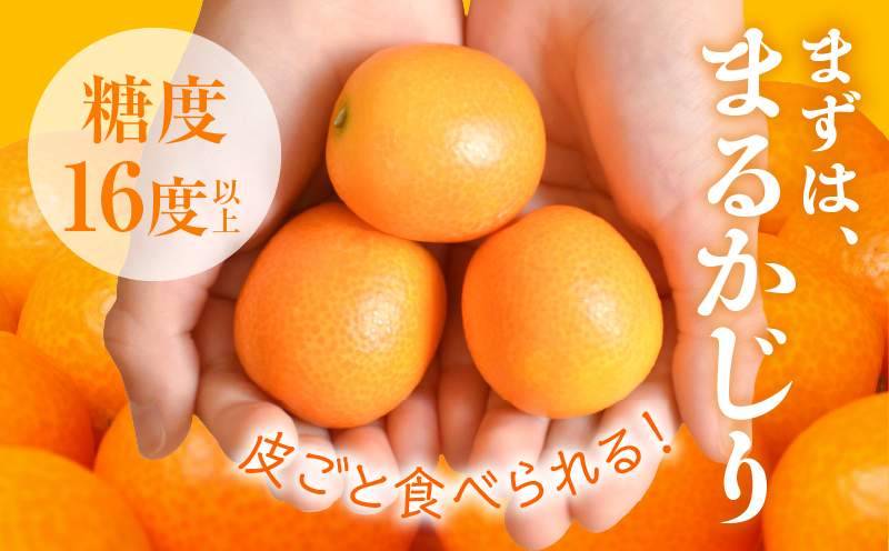 先行予約≪数量限定≫hiro君ハウスの『完熟きんかん(計1kg)』化粧箱入り フルーツ 果物 金柑 国産_T022-002