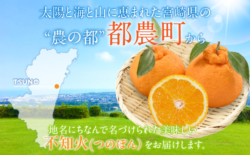 先行予約≪数量限定≫訳あり不知火(つのぽん)約5kg フルーツ 果物 柑橘 みかん 国産_T002-002