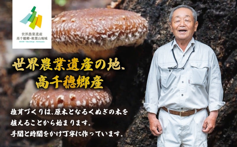 【6ヶ月定期便】乾燥しいたけ 240g（40g×6袋）×6回 1,440g_Tk004-t041