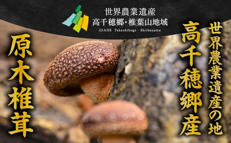 椎茸命茶_Tk005-112