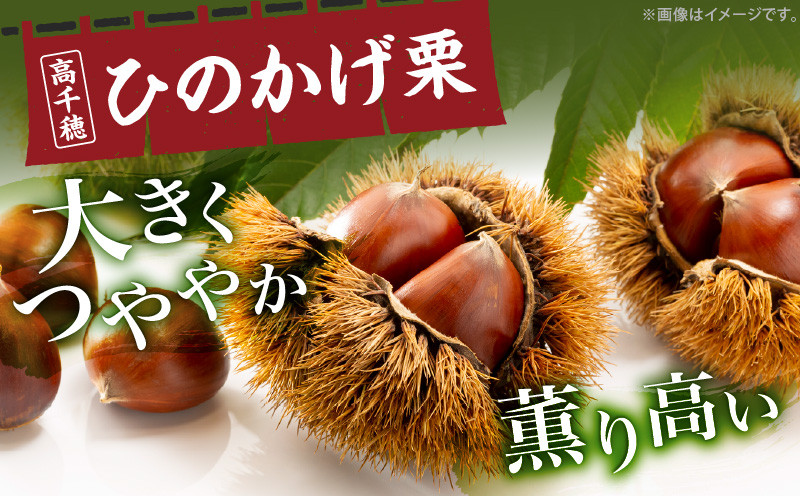高千穂・ひのかげくり（9月限定）ひのかげ栗 栗 くり 栗きんとん 生栗 和菓子 栗ご飯 和菓子 モンブラン 世界農業遺産 宮崎県 高千穂町  _Tk004-068