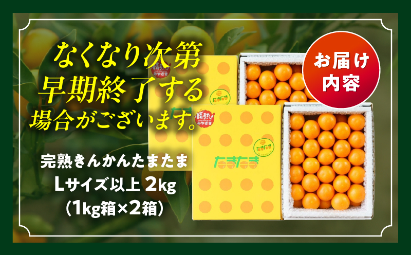 完熟きんかん たまたま 2kg ふるさと納税 果物 フルーツ デザート スイーツ きんかん きんかんたまたま 完熟 宮崎県産 国産 宮崎産 贈答 贈り物 ギフト プレゼント ブランド 柑橘 柑橘系 柑橘類 おやつ グルメ お取り寄せ 宮崎県 高千穂町 _Tk004-050