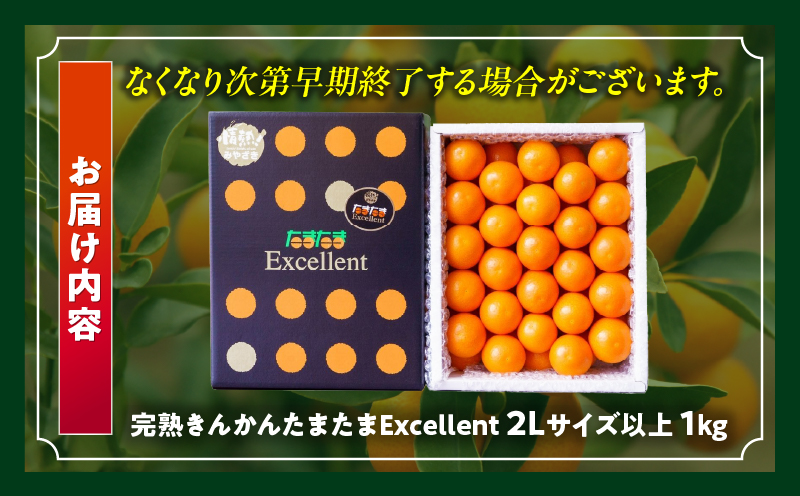 完熟きんかん たまたまエクセレント 1kg 果物 フルーツ デザート スイーツ きんかん きんかんたまたま 完熟 宮崎県産 国産 宮崎産 贈答 贈り物 ギフト プレゼント ブランド 柑橘 柑橘系 柑橘類 おやつ グルメ お取り寄せ 宮崎県 高千穂町 _Tk004-051