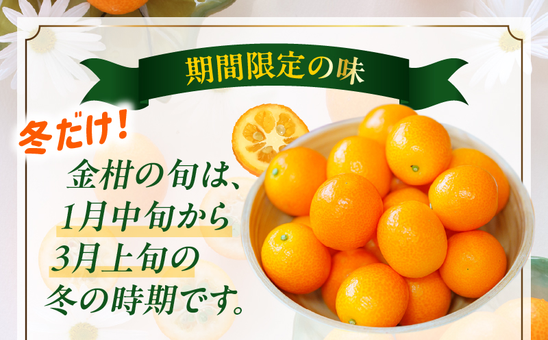 完熟きんかん たまたまエクセレント 1kg 果物 フルーツ デザート スイーツ きんかん きんかんたまたま 完熟 宮崎県産 国産 宮崎産 贈答 贈り物 ギフト プレゼント ブランド 柑橘 柑橘系 柑橘類 おやつ グルメ お取り寄せ 宮崎県 高千穂町 _Tk004-051