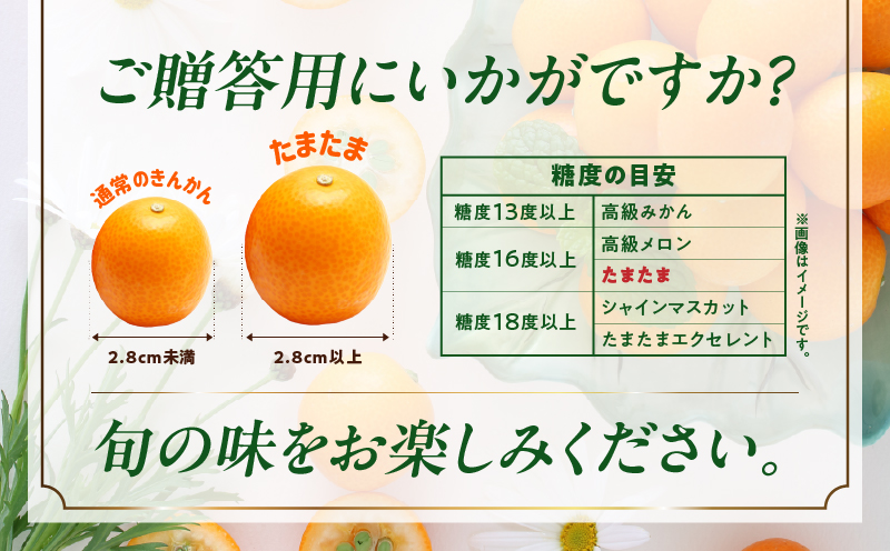 完熟きんかん たまたま 2kg ふるさと納税 果物 フルーツ デザート スイーツ きんかん きんかんたまたま 完熟 宮崎県産 国産 宮崎産 贈答 贈り物 ギフト プレゼント ブランド 柑橘 柑橘系 柑橘類 おやつ グルメ お取り寄せ 宮崎県 高千穂町 _Tk004-050