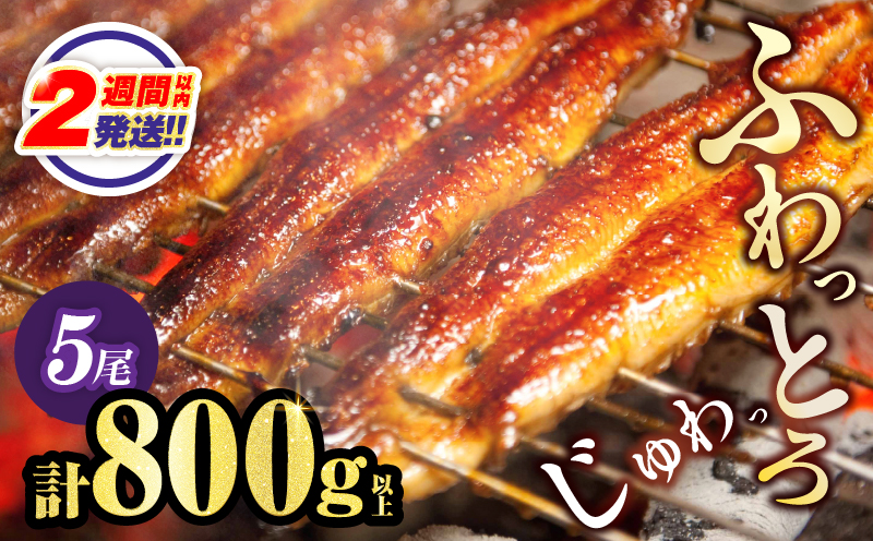 【2週間以内発送】うなぎ蒲焼5尾(さんしょう・たれ付き)計800g以上 鰻 魚 魚介 加工品 国産_T026-0039-2W