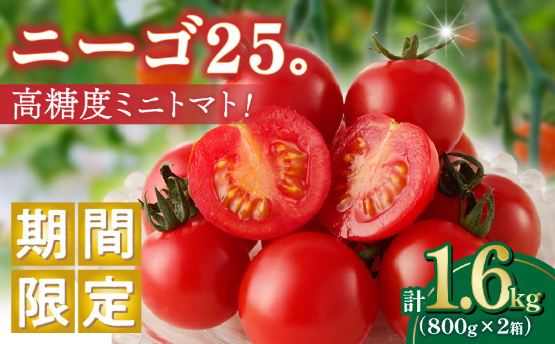 先行予約≪期間限定≫高糖度ミニトマト『ニーゴ25。』(計1.6kg) ミニトマト 野菜 サラダ 国産_T040-0021