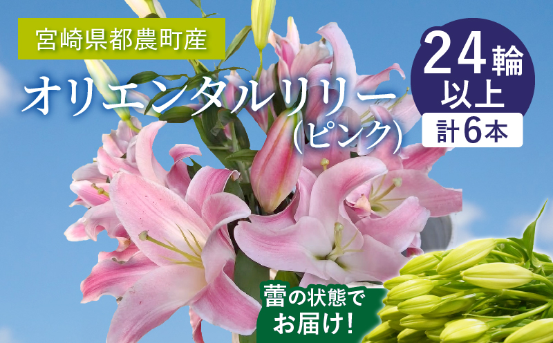 【2週間以内発送】「オリエンタルリリー ユリ」(ピンク) 計6本 生花 切花 百合 国産_T045-0021