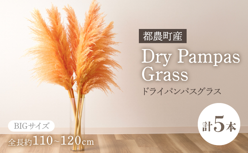 【2週間以内発送】ドライパンパスグラス（オレンジ）計5本 すすき インテリア 国産_T057-003