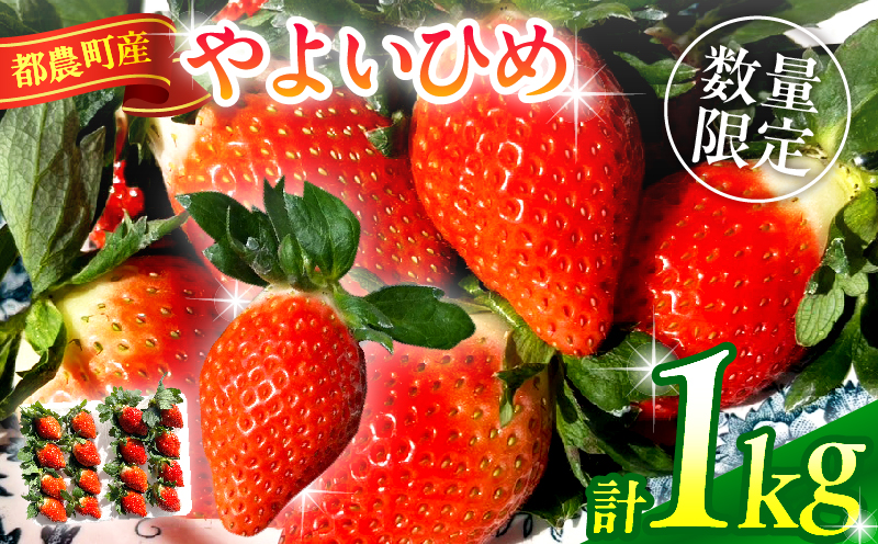 ≪先行予約≫都農町産いちご「やよいひめ」計1kg フルーツ 果物 デザート イチゴ 国産_T059-002