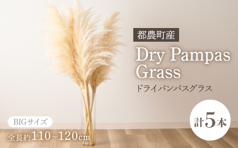 【2週間以内発送】ドライパンパスグラス（ナチュラル）計5本 すすき インテリア 国産_T057-001