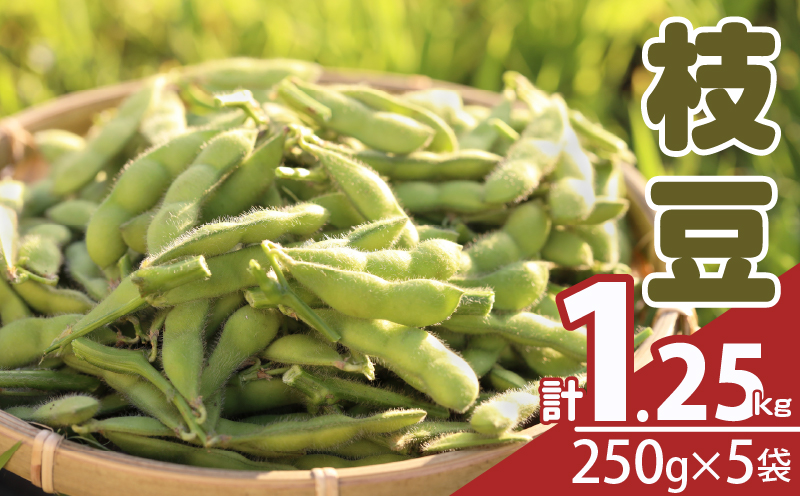 先行予約≪期間限定≫枝豆(茶豆風味・茶豆)計1.25kg お試し用 野菜 旬 国産_T003-0055