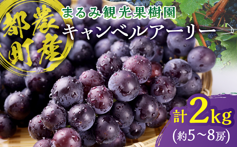 まるみ果樹園のぶどう『キャンベルアーリー』(計2kg) 葡萄 果物 フルーツ 天然 ミネラル栽培_T036-003