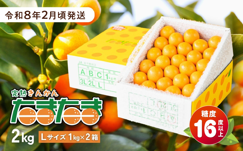 完熟きんかん たまたま 2kg ふるさと納税 果物 フルーツ デザート スイーツ きんかん きんかんたまたま 完熟 宮崎県産 国産 宮崎産 贈答 贈り物 ギフト プレゼント ブランド 柑橘 柑橘系 柑橘類 おやつ グルメ お取り寄せ 宮崎県 高千穂町 _Tk004-050