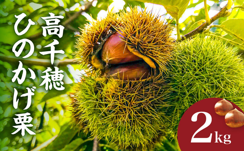 高千穂・ひのかげくり（9月限定）ひのかげ栗 栗 くり 栗きんとん 生栗 和菓子 栗ご飯 和菓子 モンブラン 世界農業遺産 宮崎県 高千穂町  _Tk004-068